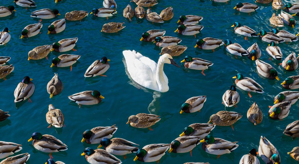 White swan with brown ducks shows unique difference